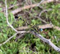 Imagem de Paragomphus sabicus Pinhey 1950