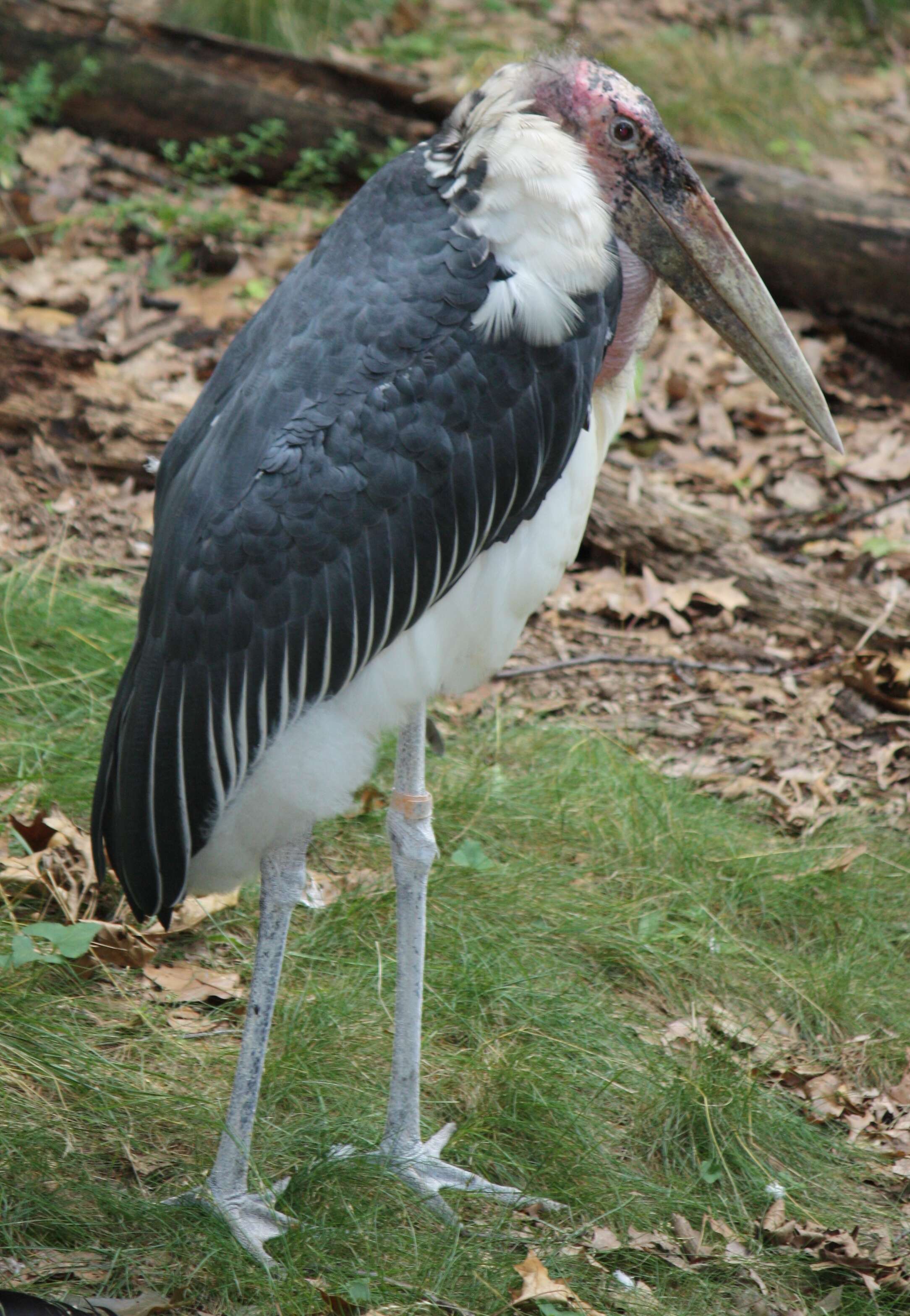 Image of Marabou Stork