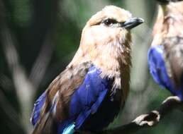 Image of Blue-bellied Roller