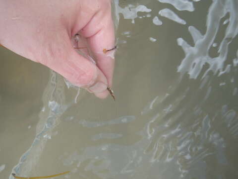 Image of Longsnout pipefish