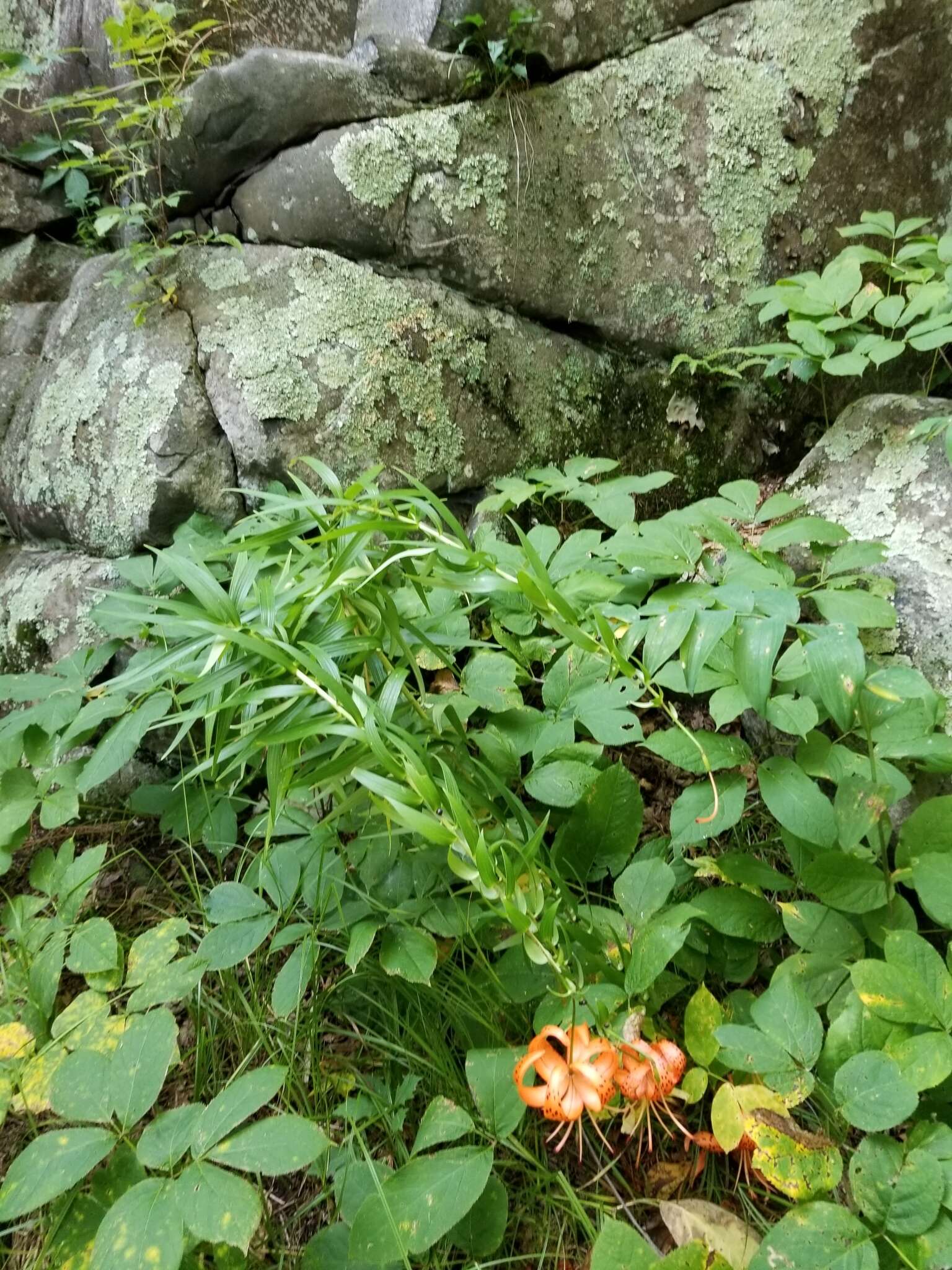 Image of Tiger lily