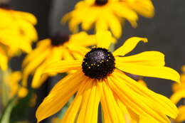 Image of coneflower