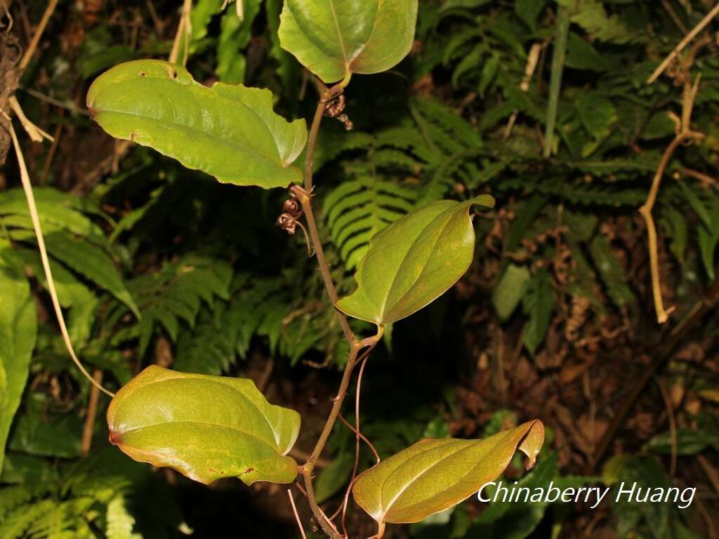 Image of Smilax aspericaulis Wall. ex A. DC.