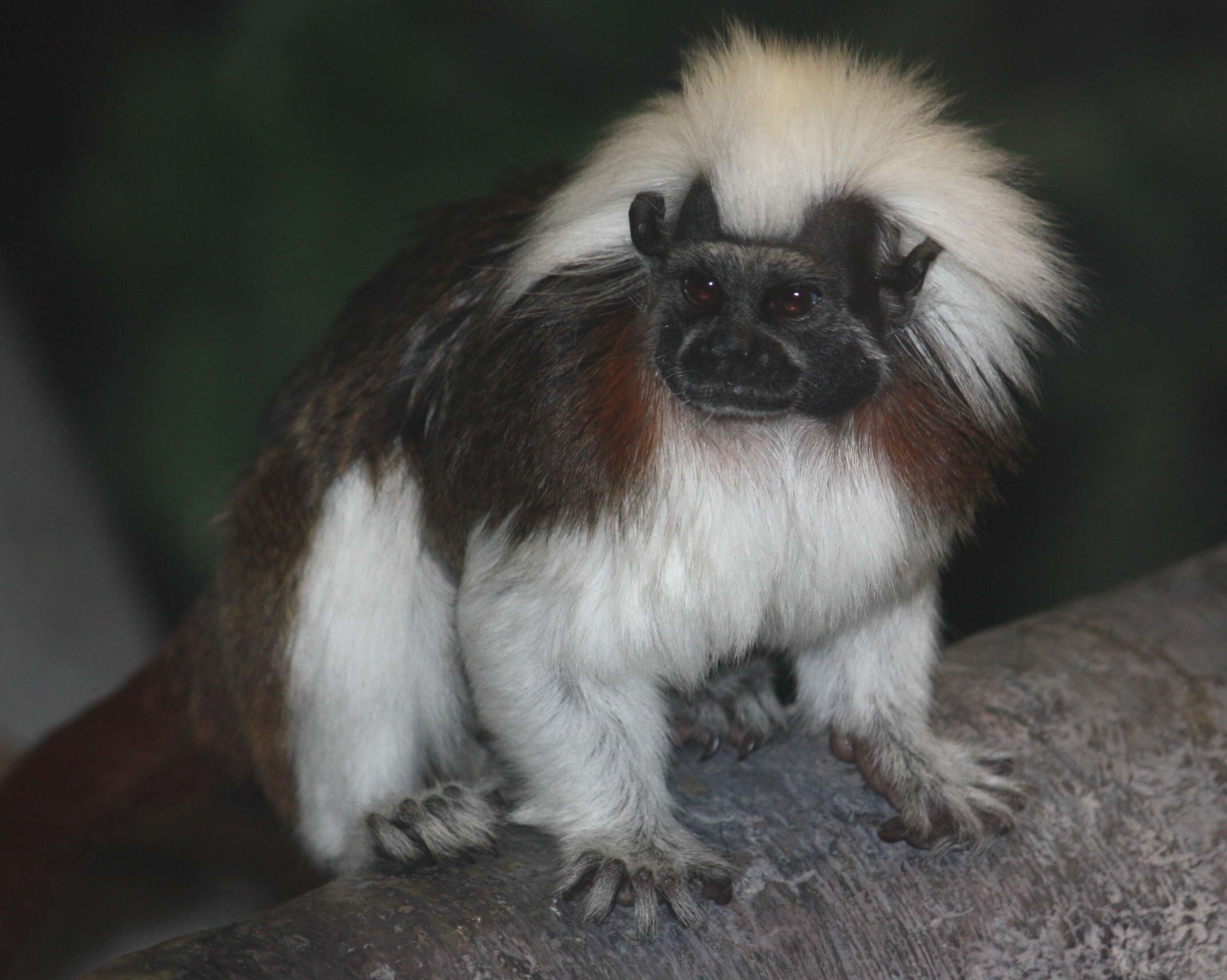 Image of cotton-top tamarin