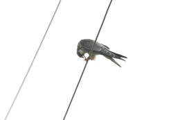 Image of Amur Falcon