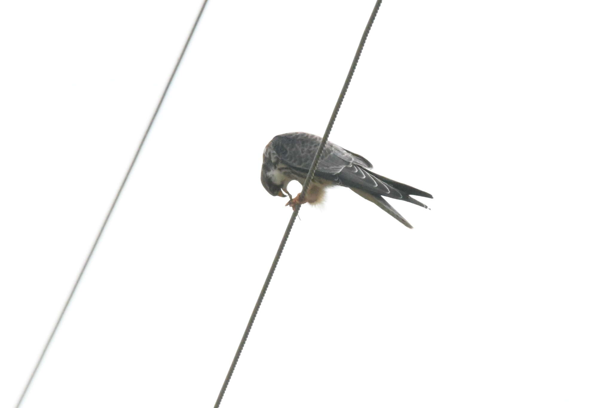 Image of Amur Falcon