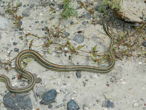 Image of Thamnophis proximus diabolicus Rossman 1963