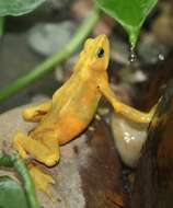 Image of Golden arrow poison frog