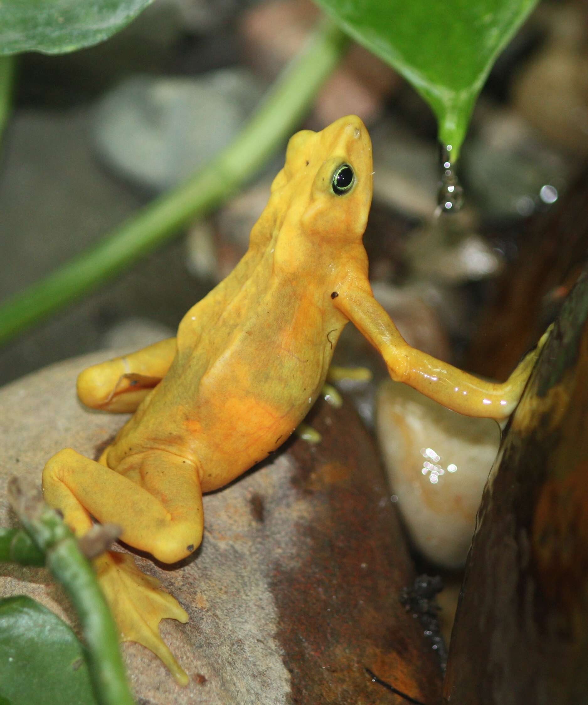 Image of Golden arrow poison frog