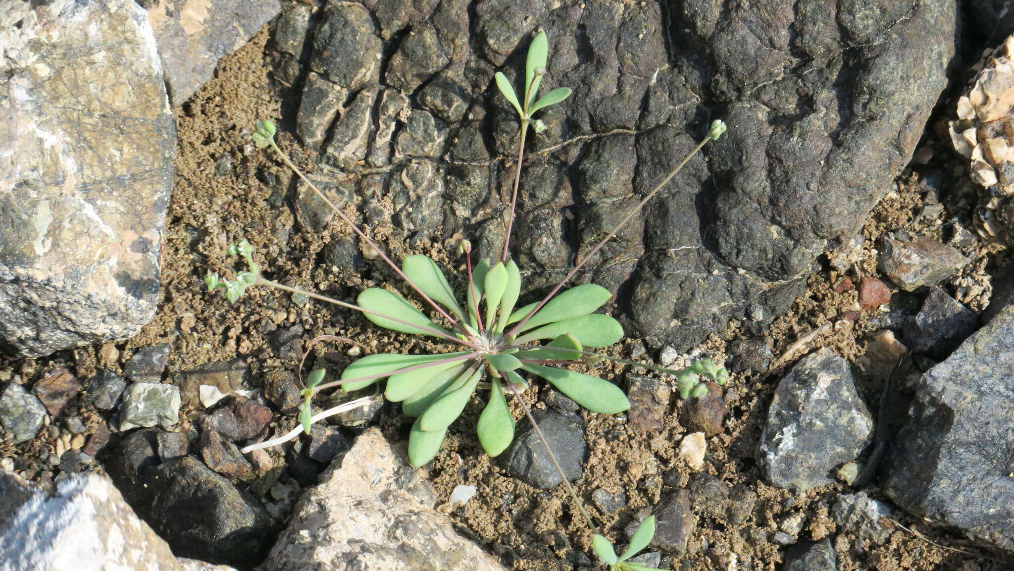 Plancia ëd Polycarpaea spicata Arnott