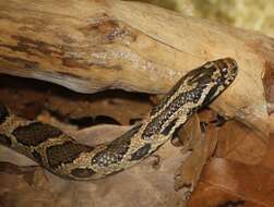 Image of Lampropeltis triangulum triangulum