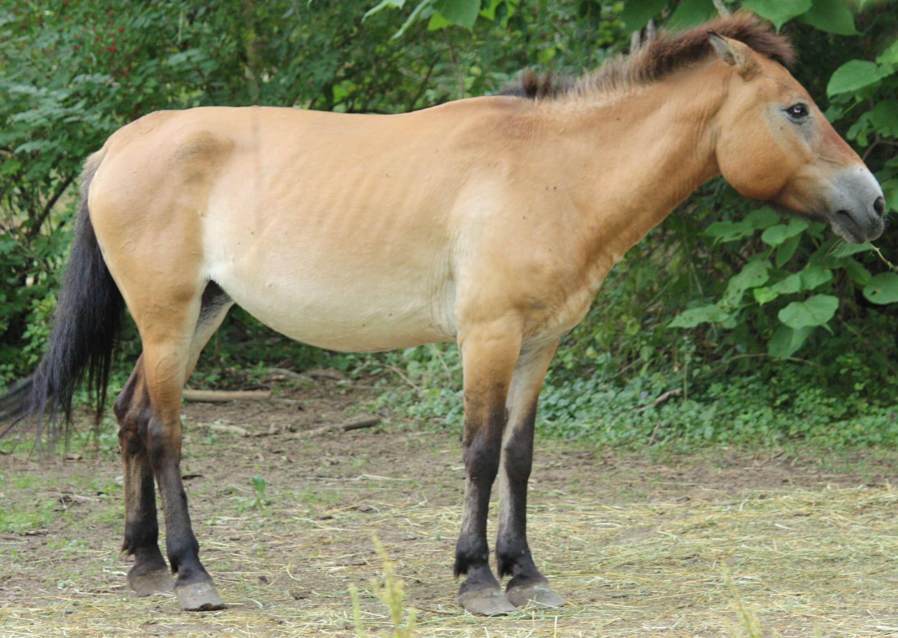 Image of Asian Wild Horse