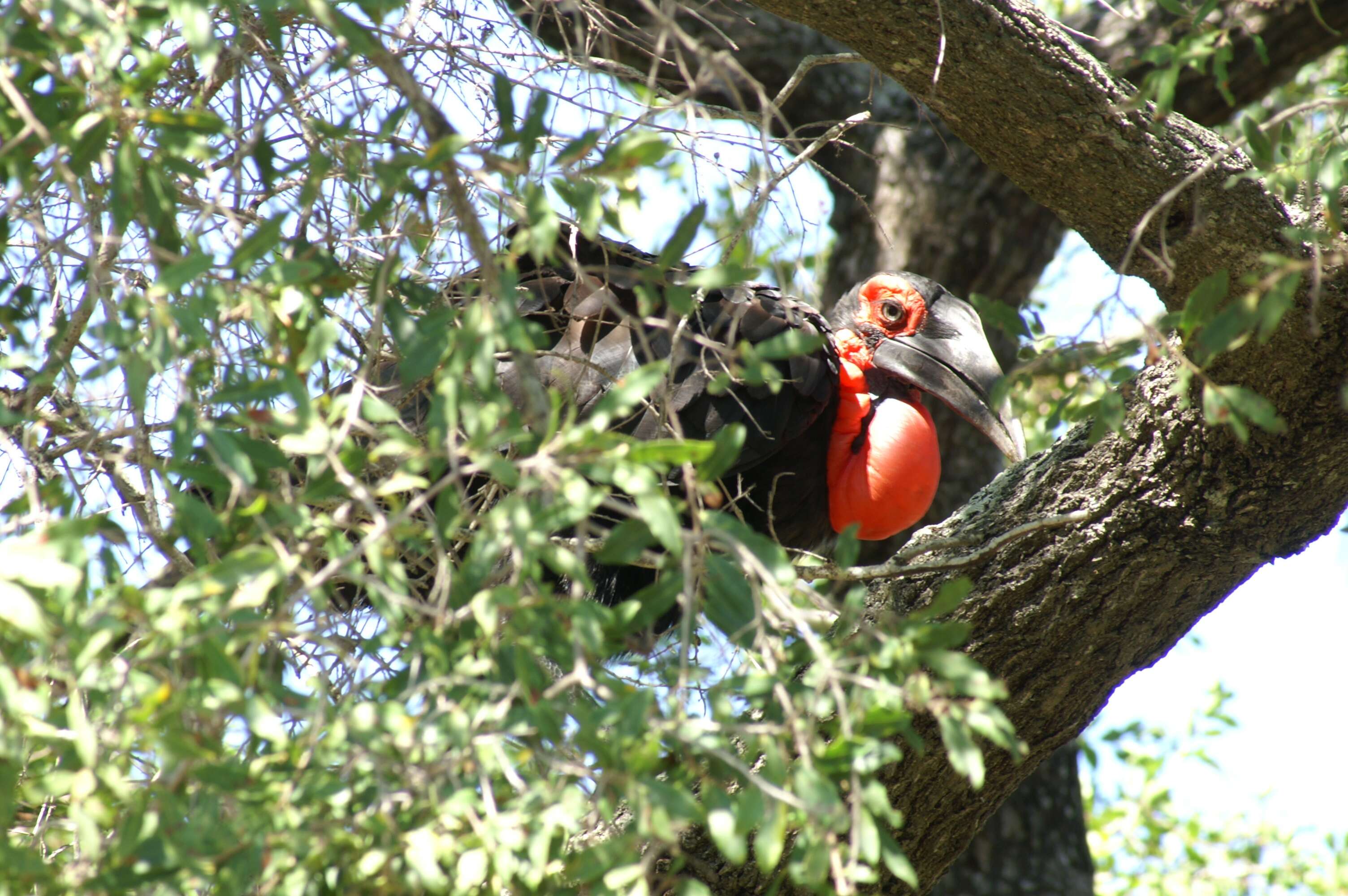 Image of Southern Ground Hornbill