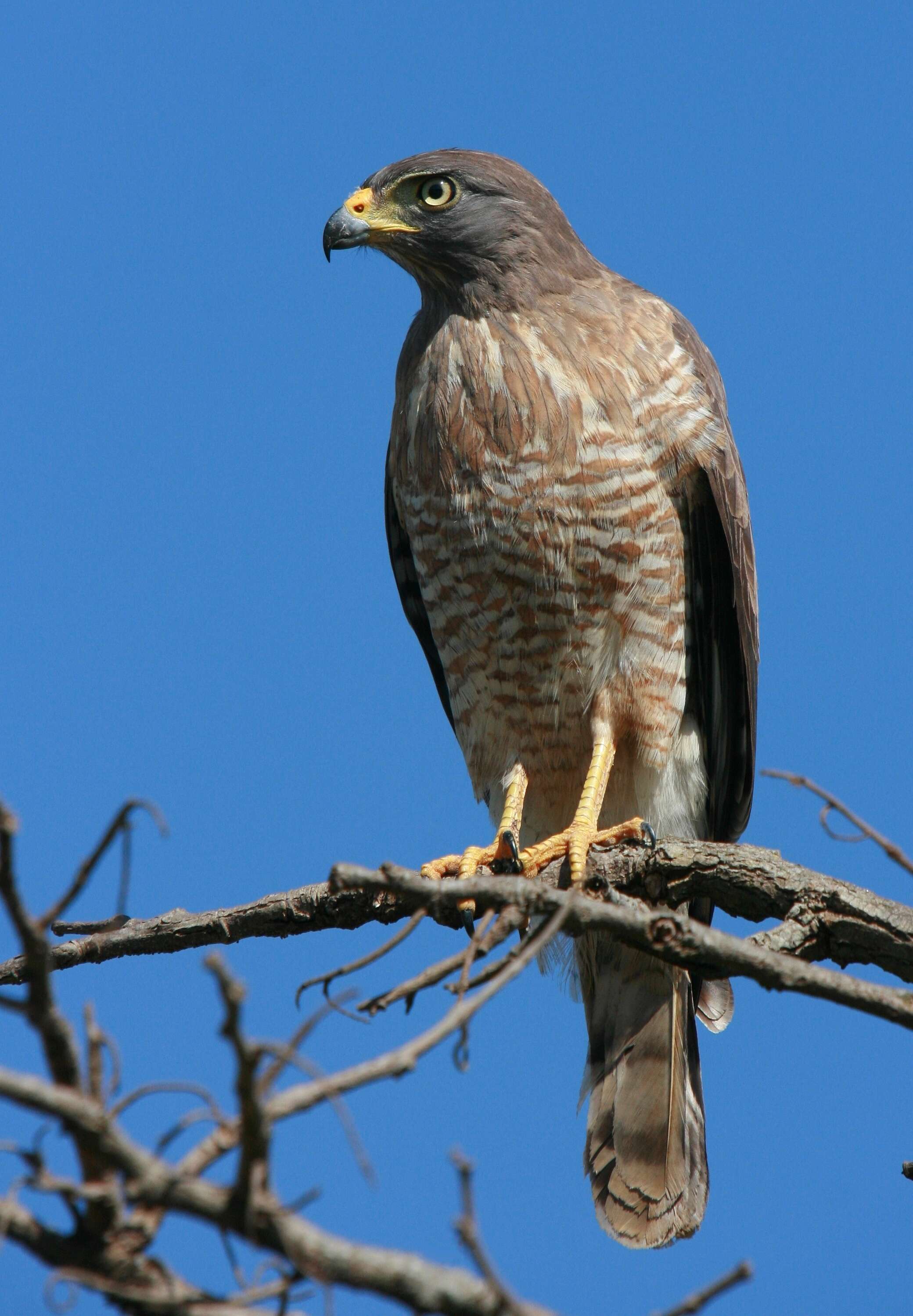 Image of Rupornis Kaup 1844