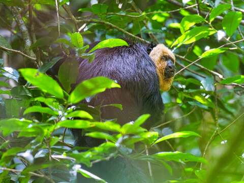 Image of White-faced Saki