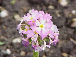 Imagem de Primula bulleyana subsp. beesiana (Forrest) A. J. Richards