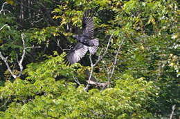 Image of Japanese Sparrowhawk