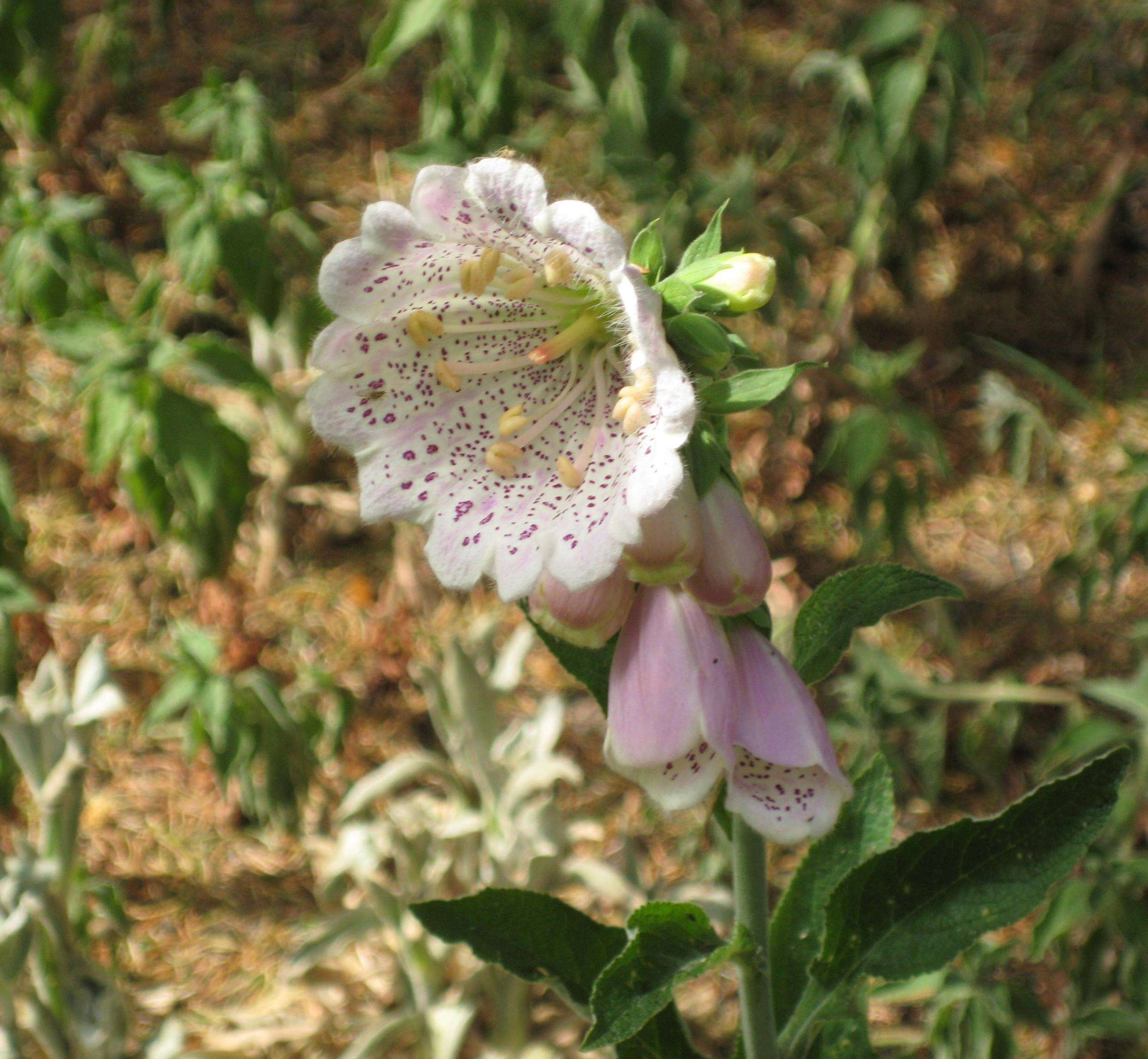 Imagem de Digitalis purpurea L.