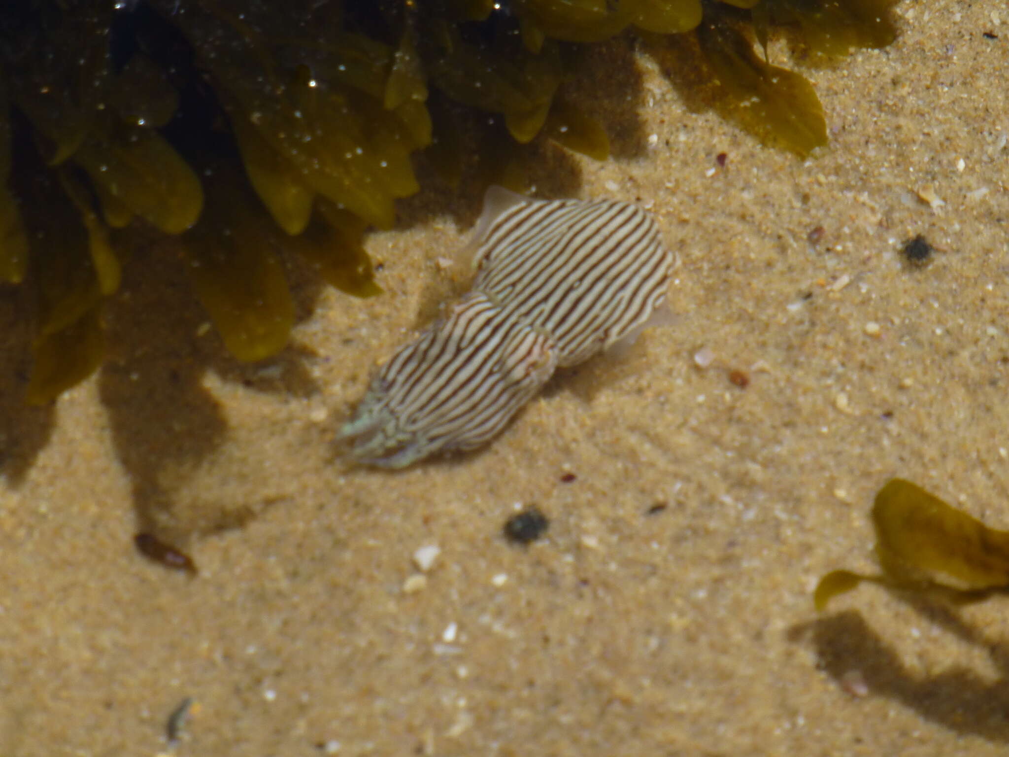 Image of Striped Pyjama Squid