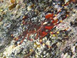 Image of Nimble spray crab