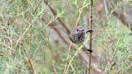 Image of Inland Thornbill