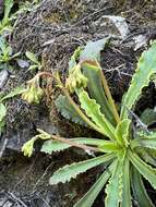 Image of Howell's lewisia