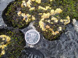 Image of Tundra sulphur lichen