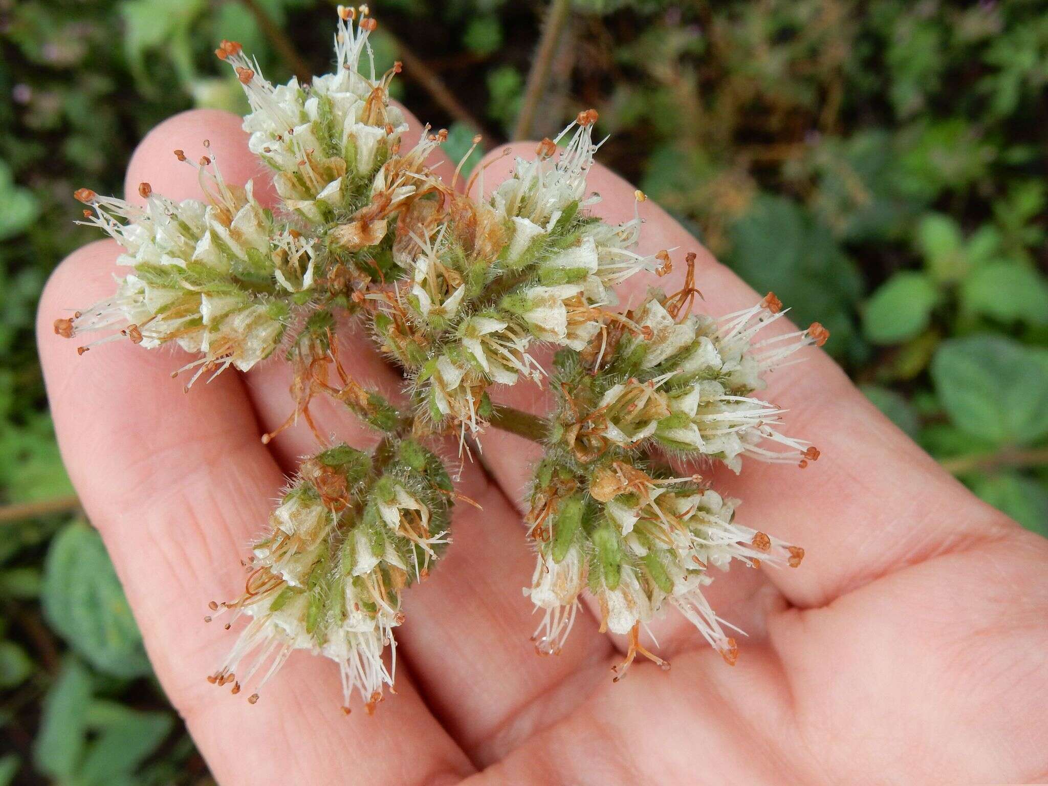 Image of Oregon phacelia