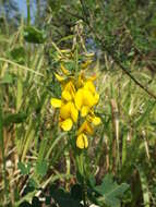 Image of longbeak rattlebox