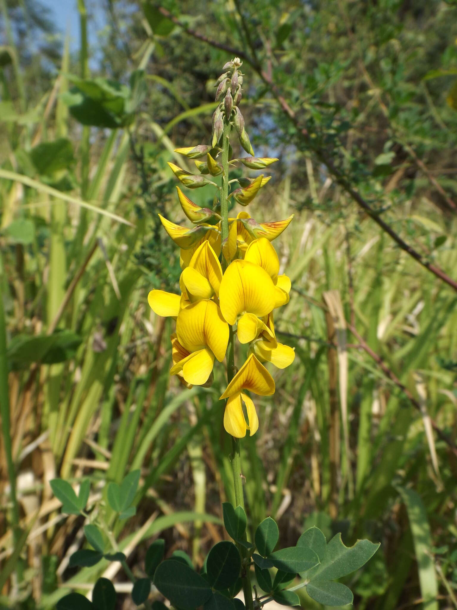 Image of longbeak rattlebox