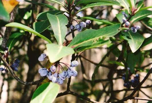 Image of Drimys purpurascens Vickery