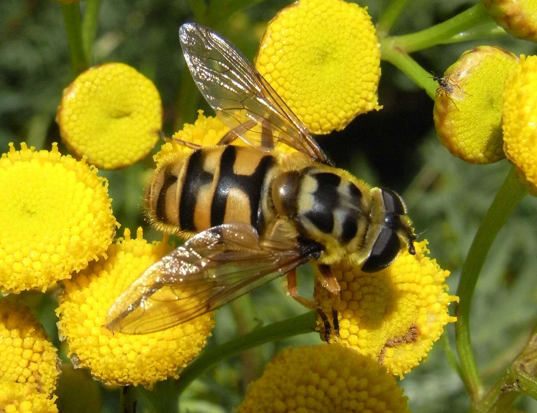 Image of Myathropa florea