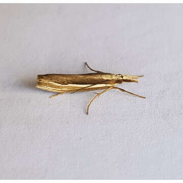 Image of Orocrambus ramosellus Doubleday 1843