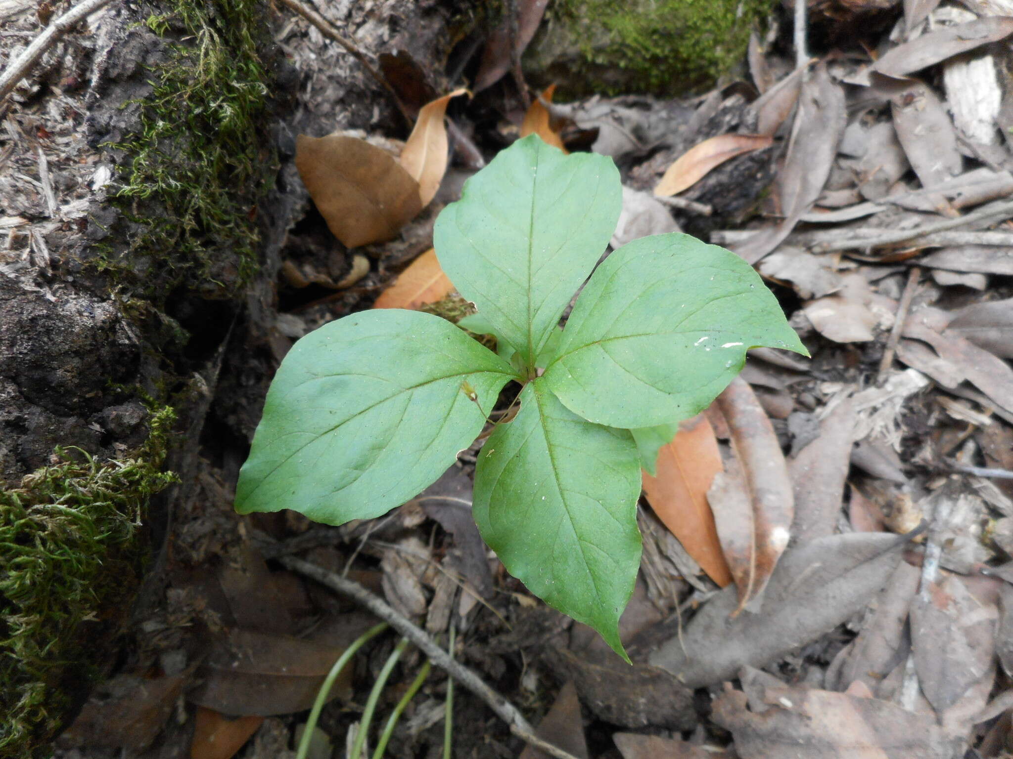 Image of Western Starflower