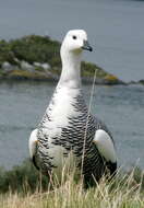 Image of magellan goose, upland goose