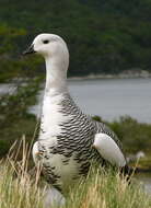 Image of magellan goose, upland goose