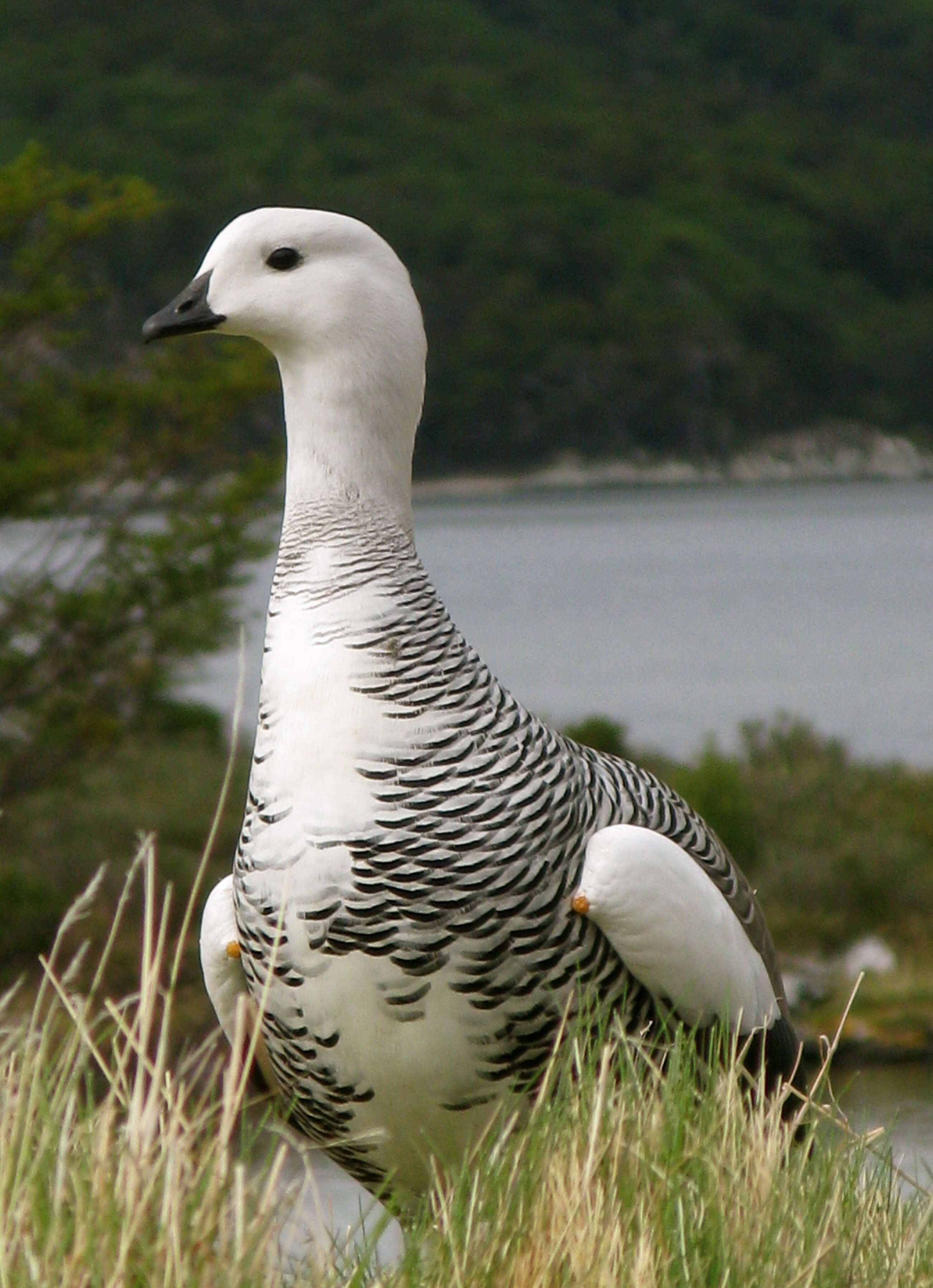 Image of magellan goose, upland goose