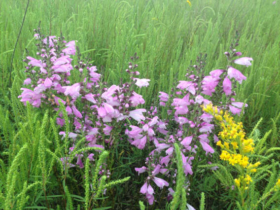 Image of obedient plant