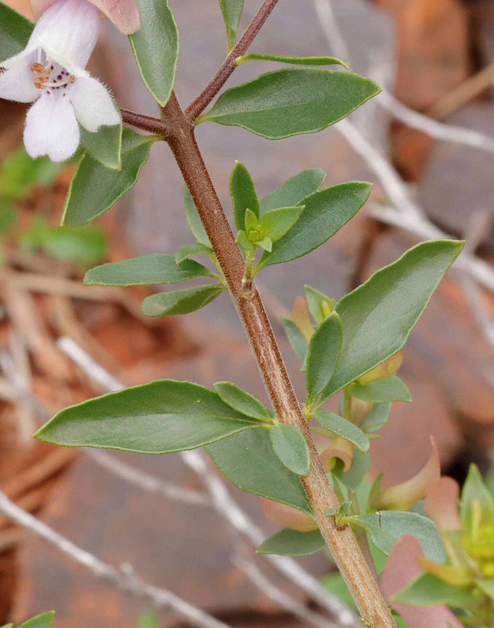 Imagem de Prostanthera magnifica C. A. Gardner