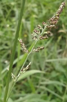 Image of Para Liverseed Grass