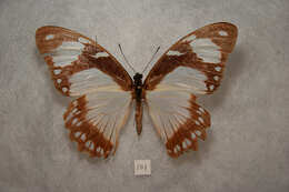 Image of African Swallowtail