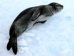 Image of leopard seal