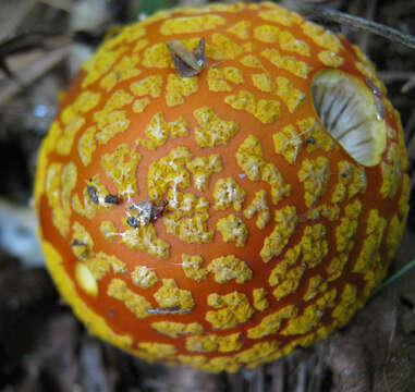 Image of Amanita flavoconia G. F. Atk. 1902