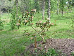 Imagem de Rhododendron campylocarpum Hook. fil.