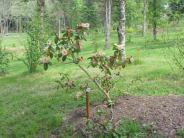 Imagem de Rhododendron campylocarpum Hook. fil.