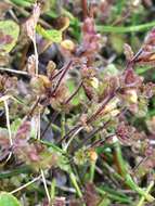 Image of arctic eyebright