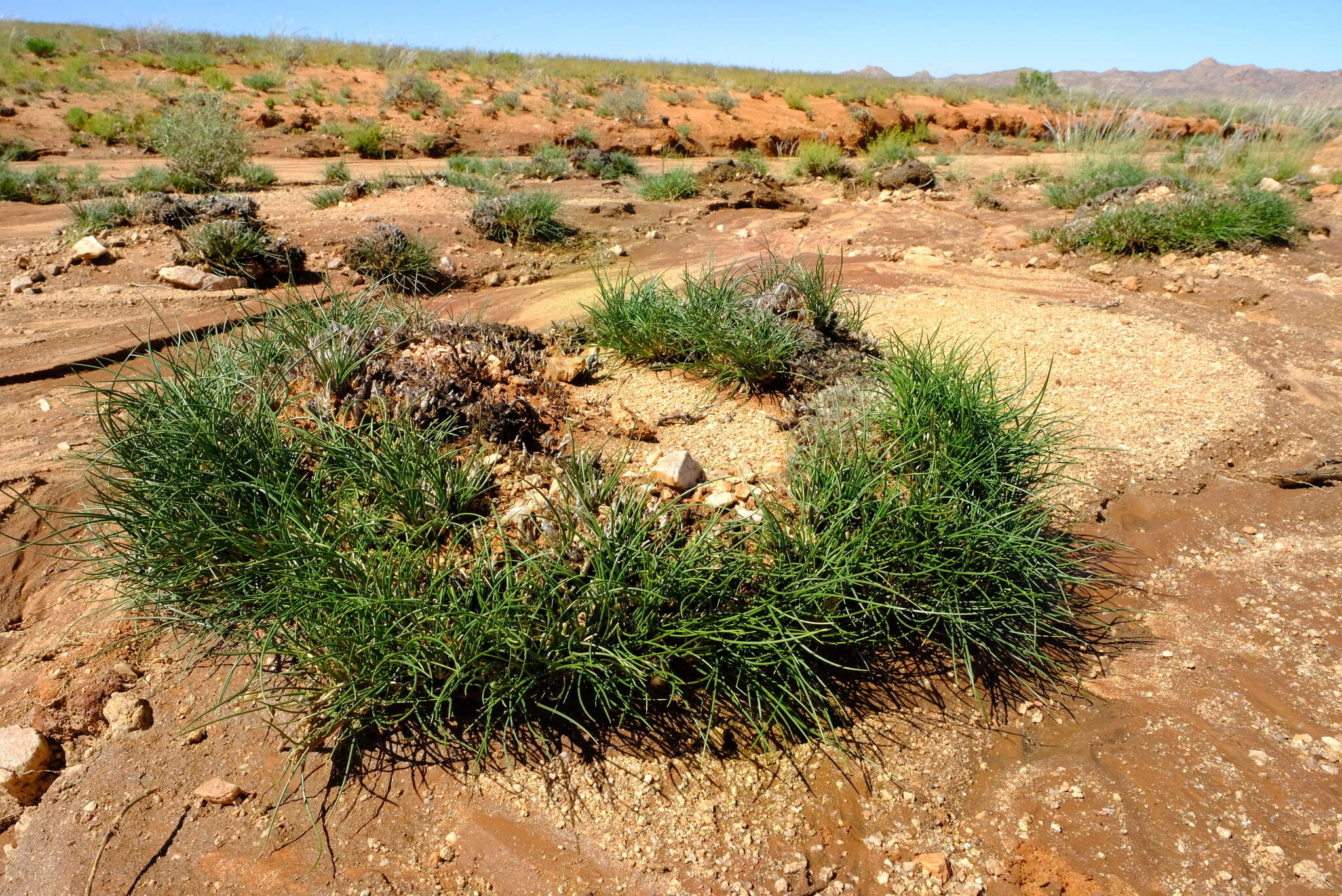 Plancia ëd Ellisochloa rangei (Pilg.) P. M. Peterson & N. P. Barker