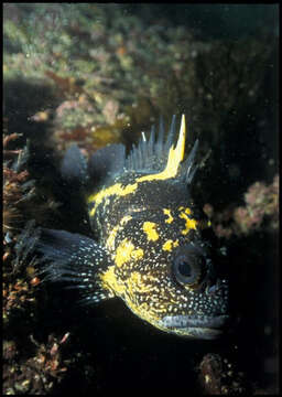 Image of China rockfish