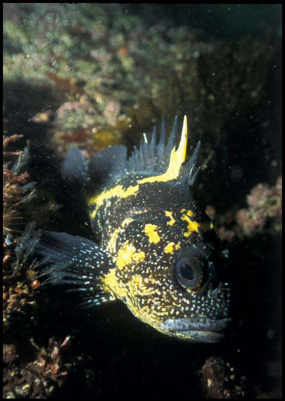 Image of China rockfish