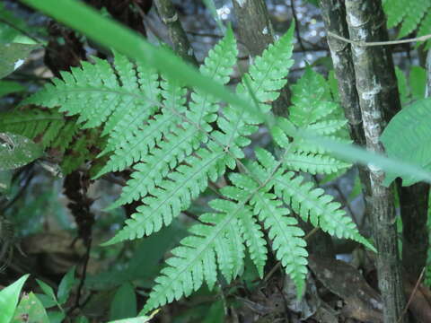 Imagem de Pleocnemia cumingiana C. Presl